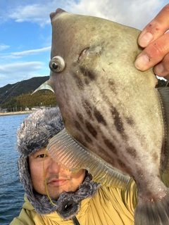 カワハギの釣果