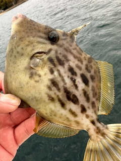 カワハギの釣果