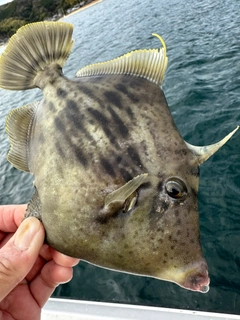 カワハギの釣果