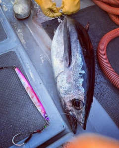 ビンチョウマグロの釣果