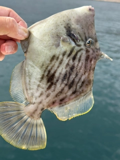 カワハギの釣果