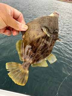 カワハギの釣果