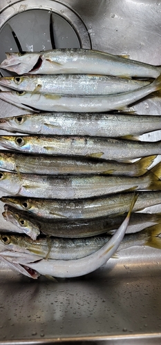 カマスの釣果