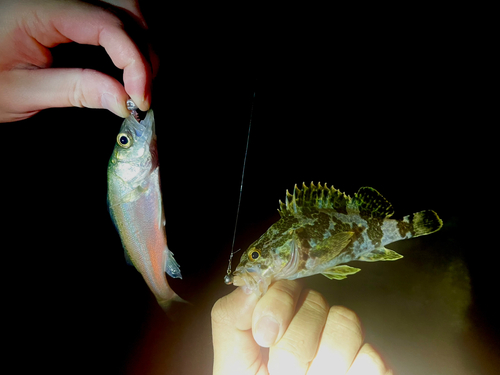 メバルの釣果