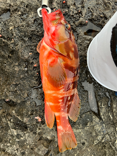 アカハタの釣果