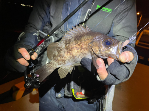 メバルの釣果