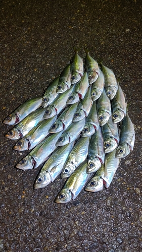 アジの釣果