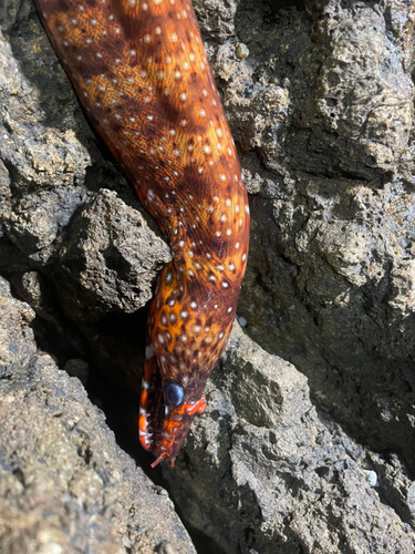 トラウツボの釣果