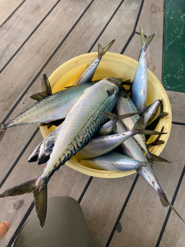 サバの釣果