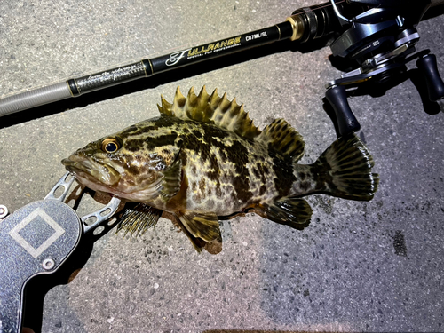 タケノコメバルの釣果