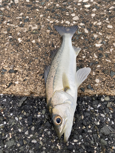 セイゴ（マルスズキ）の釣果