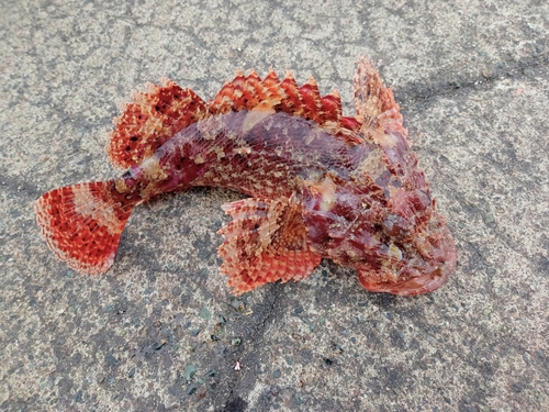 オニカサゴの釣果