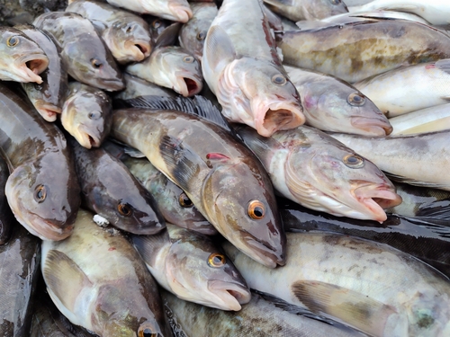 ホッケの釣果