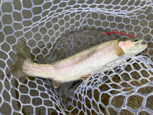 ニジマスの釣果