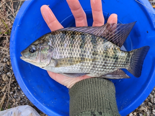 ナイルティラピアの釣果