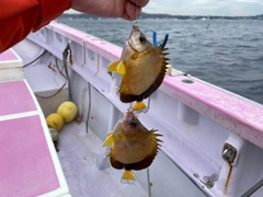 カワハギの釣果