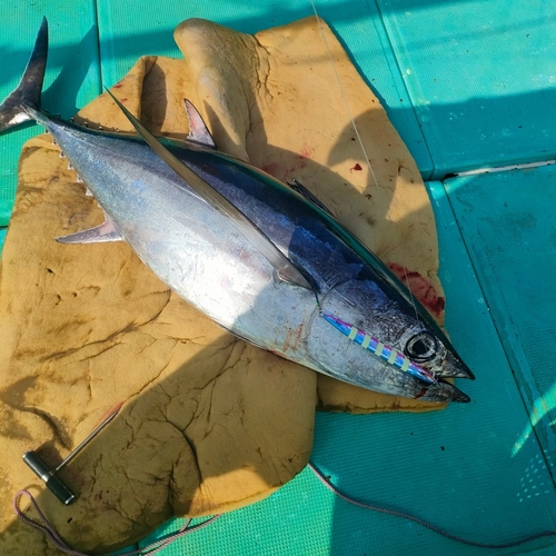 ビンチョウマグロの釣果