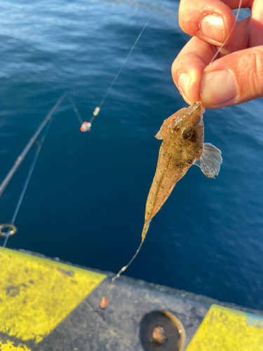 メゴチの釣果