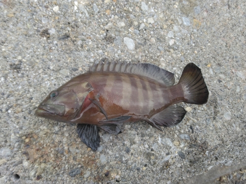 ヤミハタの釣果