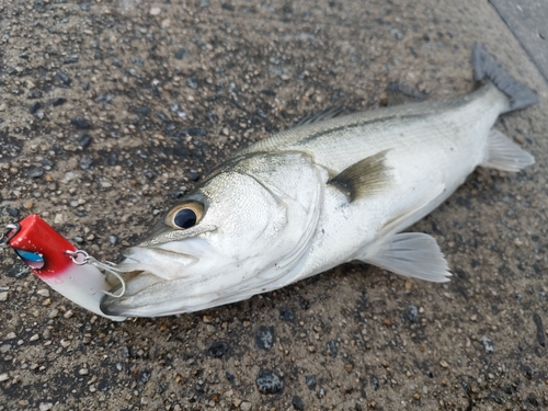 セイゴ（マルスズキ）の釣果