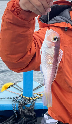 アマダイの釣果