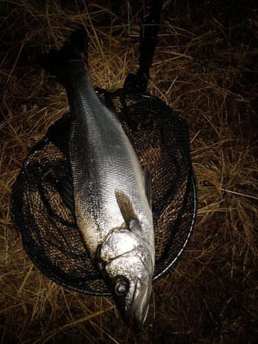 ヒラスズキの釣果