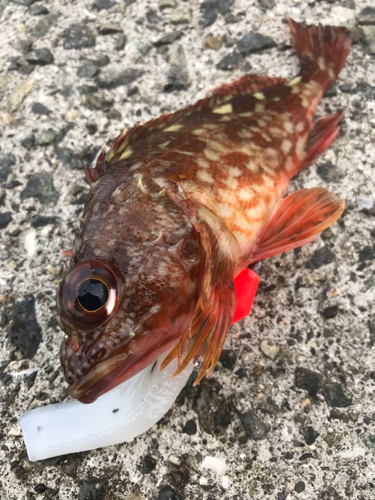 カサゴの釣果