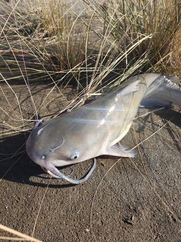 チャネルキャットフィッシュの釣果