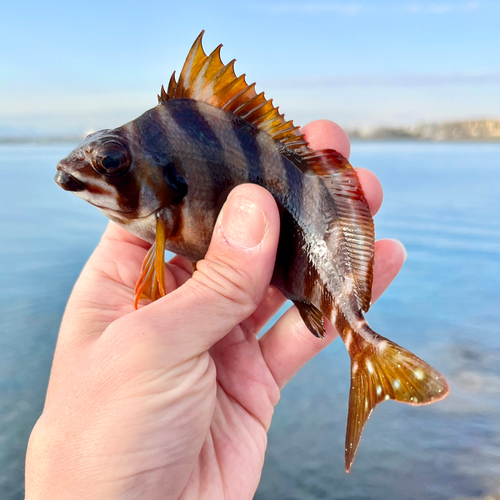 タカノハダイの釣果