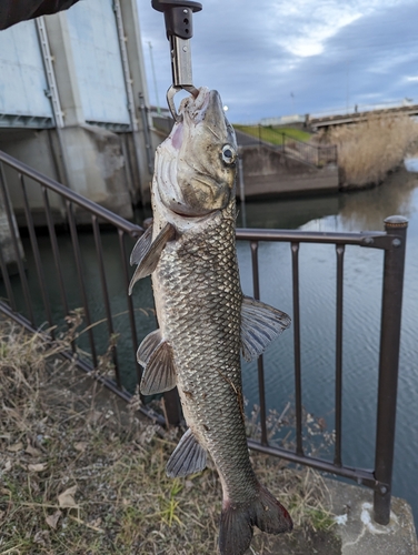 ナマズの釣果