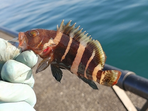 アオハタの釣果