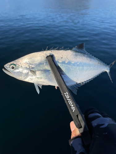 イケカツオの釣果