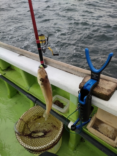 シロギスの釣果