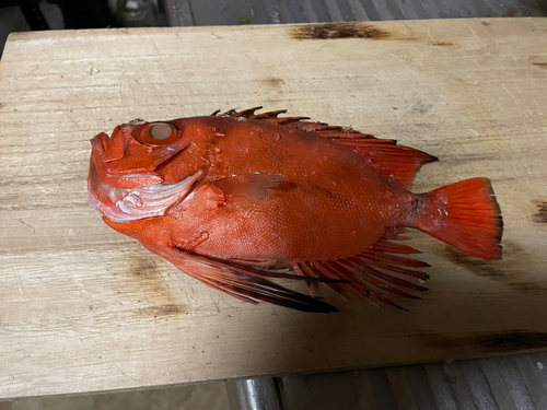 チカメキントキの釣果