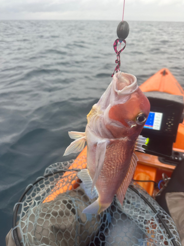 アマダイの釣果