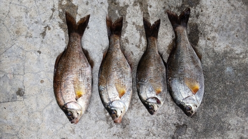 ウミタナゴの釣果