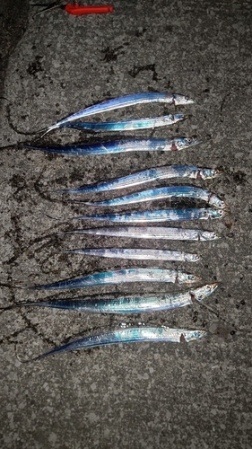 タチウオの釣果