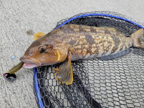 アイナメの釣果