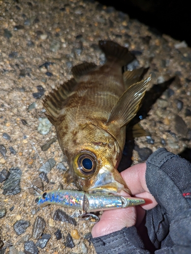 メバルの釣果