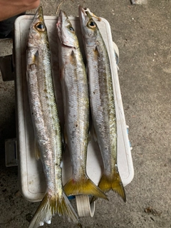 タイワンカマスの釣果