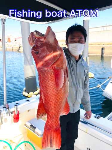 コブダイの釣果