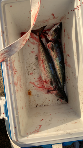 ゴマサバの釣果