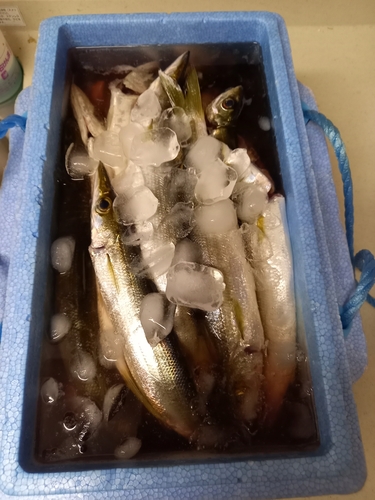 カマスの釣果