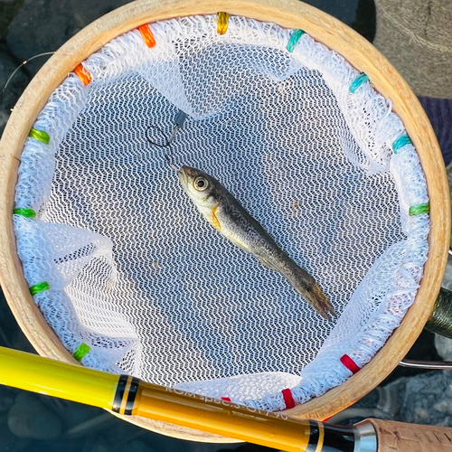 アブラハヤの釣果