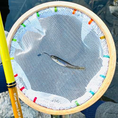 アブラハヤの釣果