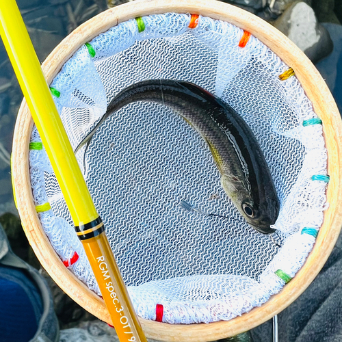 カワムツの釣果