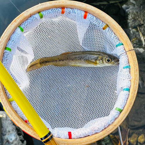 アブラハヤの釣果