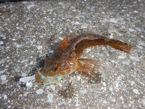 アナハゼの釣果