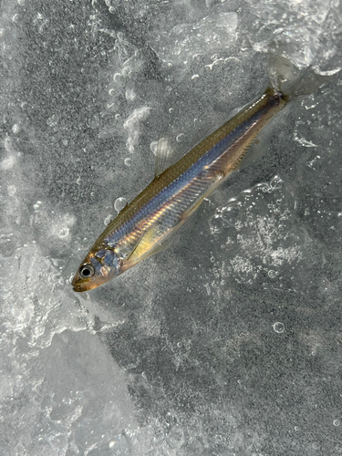 ワカサギの釣果