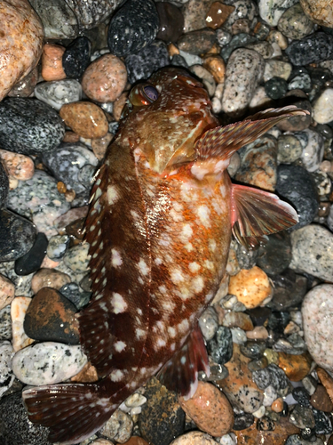 カサゴの釣果